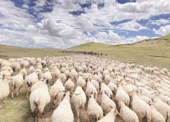 青海养羊补贴政策有哪些?