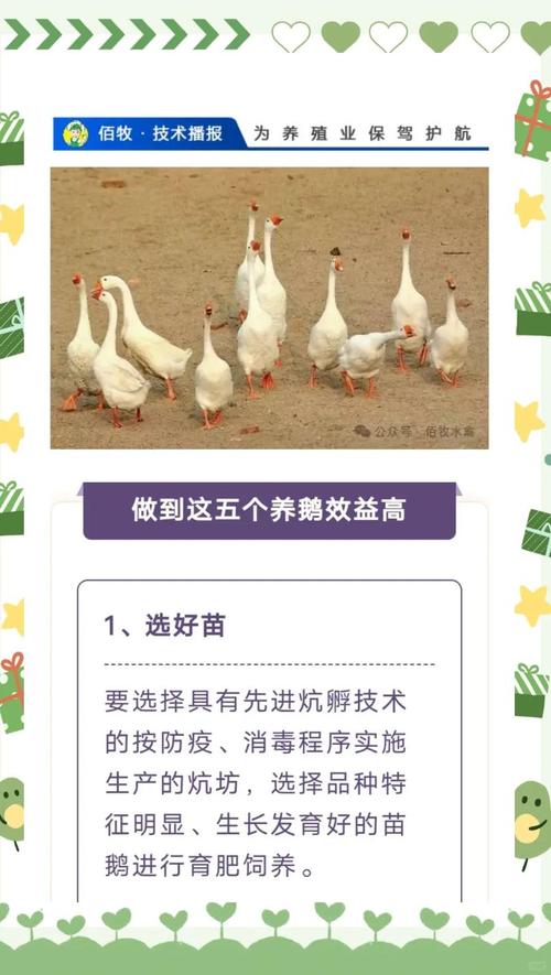 肉鹅养殖2025前景分析