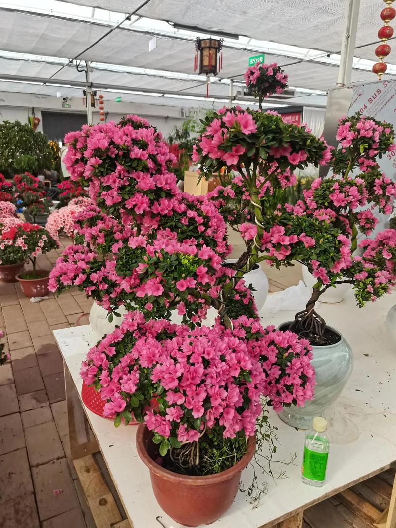 2025花卉种植前景怎样?