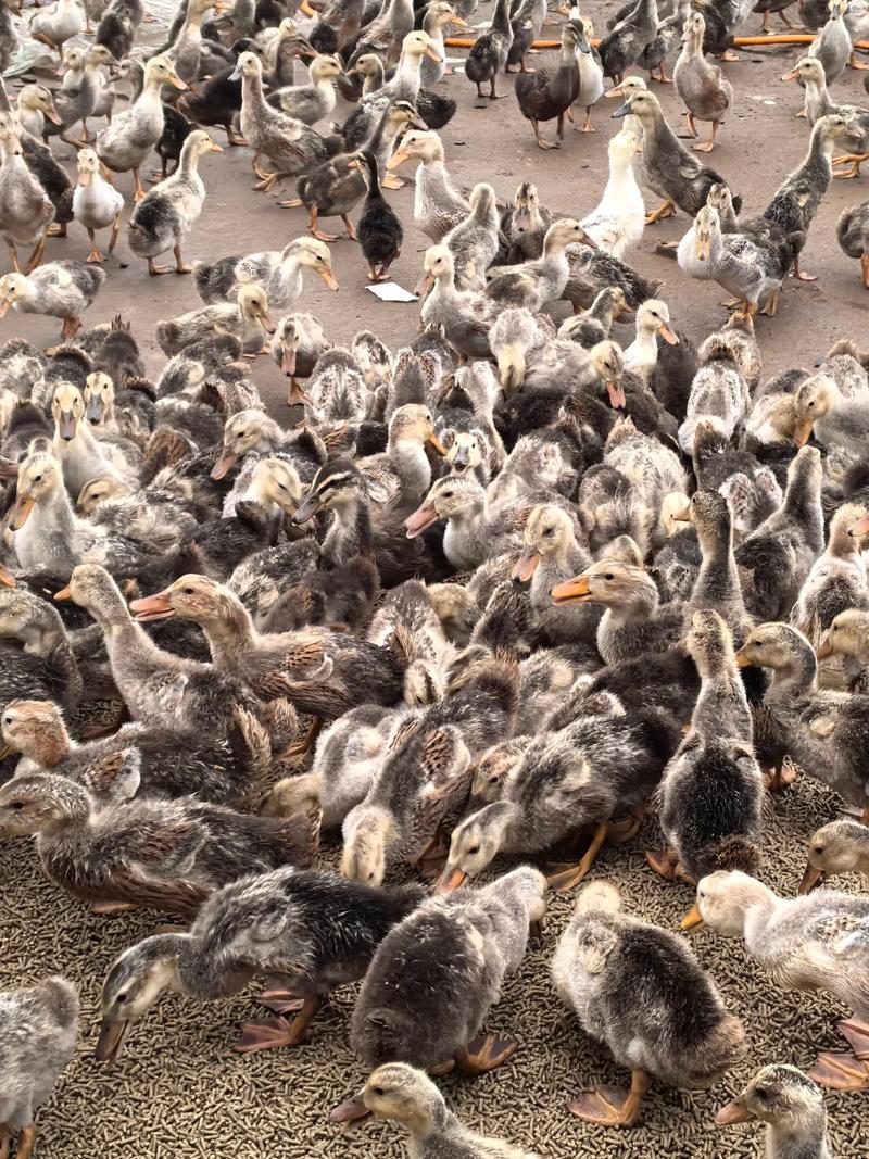 2025年肉鸭养殖前景