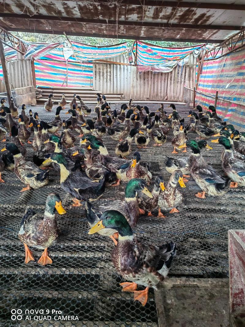 2025年肉鸭养殖前景