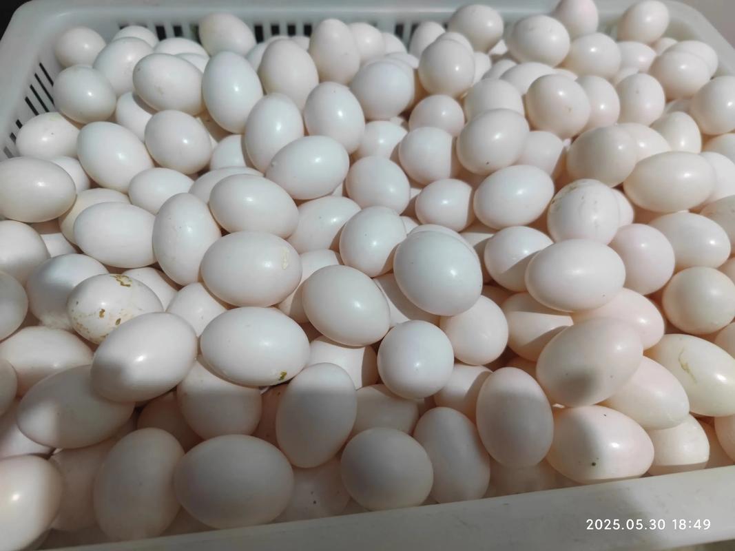 中国鸽蛋生产现状和前景