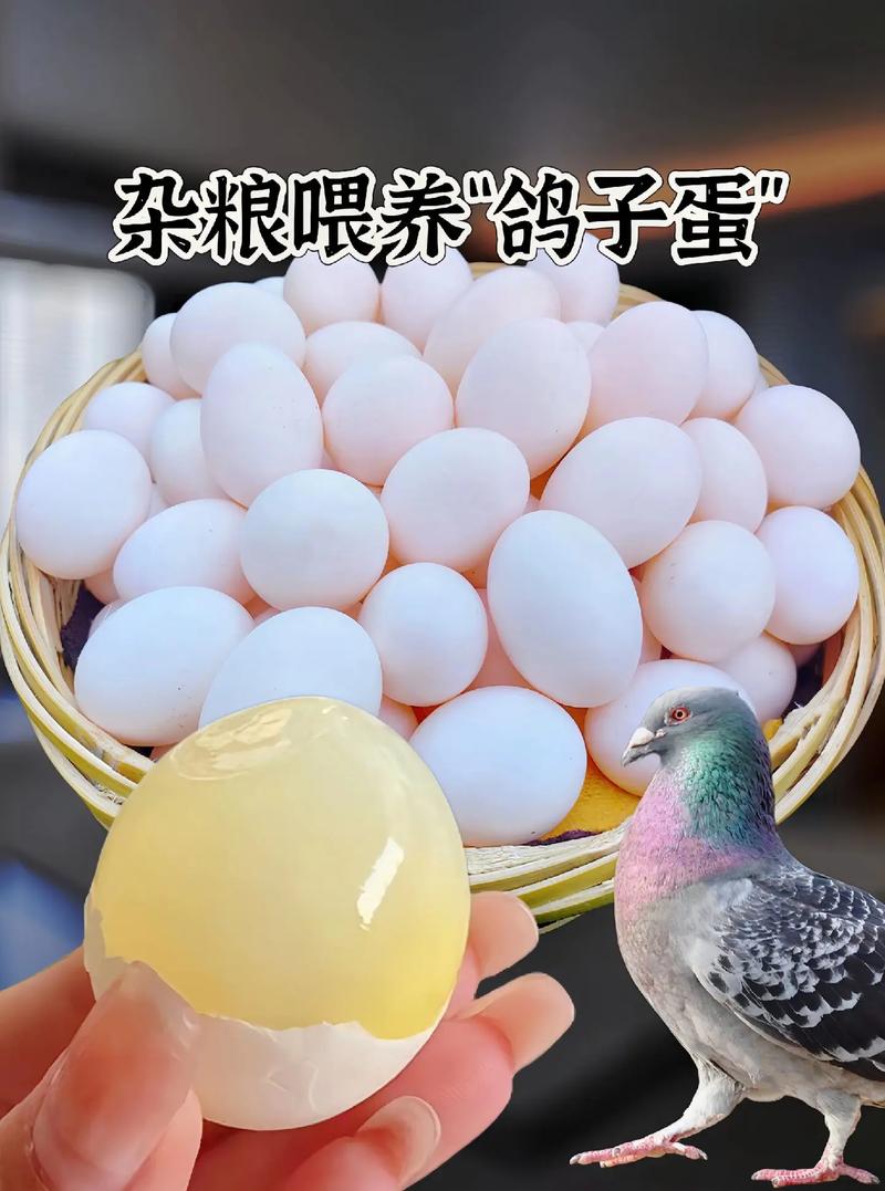 中国鸽蛋生产现状和前景