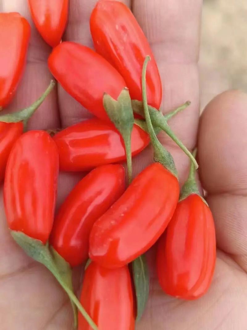 2025年枸杞市场前景