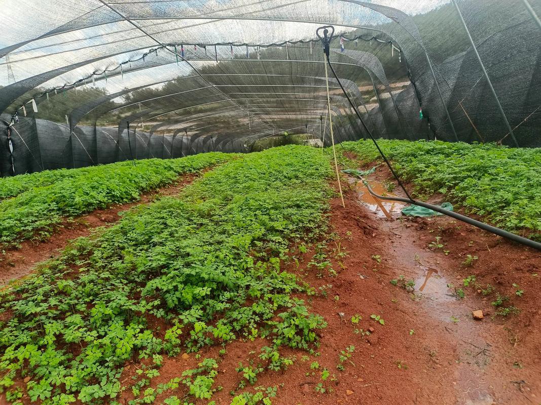 辽宁省中药材种植政策