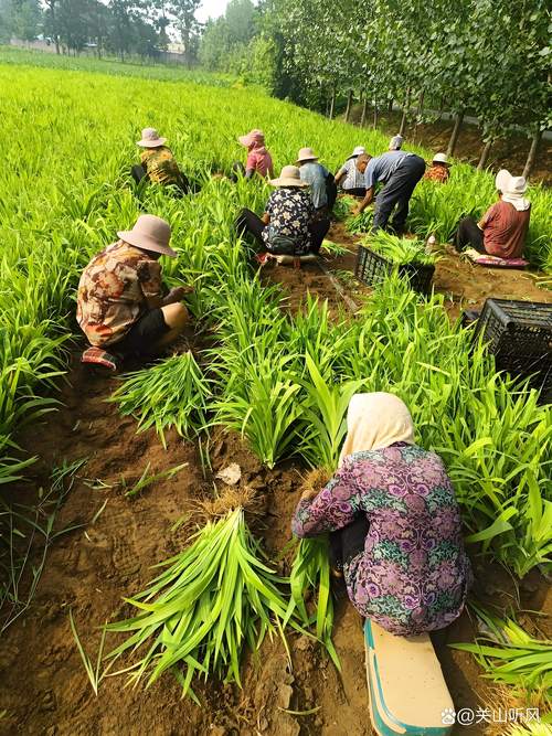 辽宁省中药材种植政策