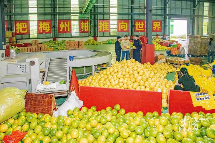 广东农产品进出口政策有何新动向?