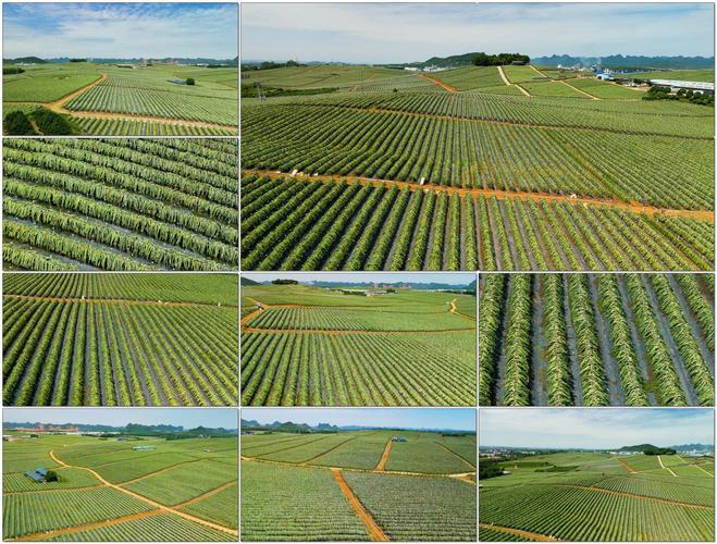 火龙果产业政策如何影响其全国分布格局？