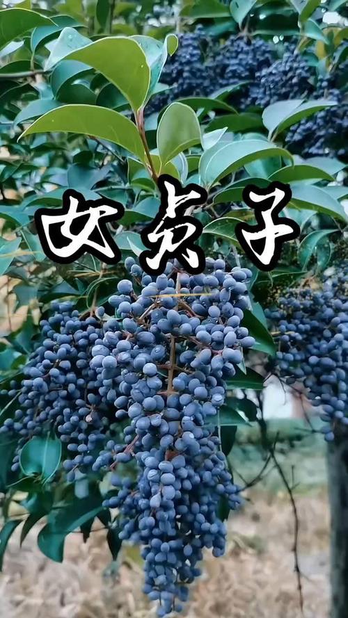 女贞前景如何？市场与价值几何？