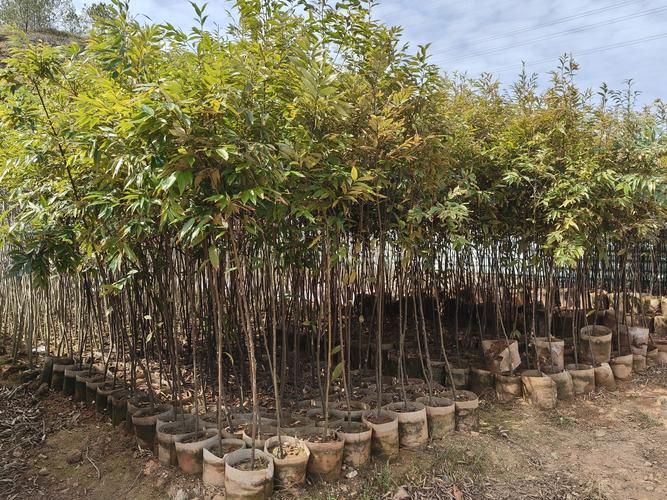 广东苗木产业发展前景