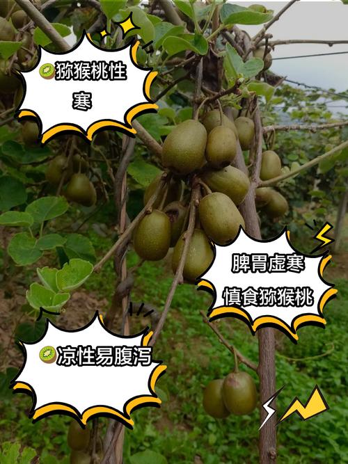 猕猴桃产业未来将如何升级？