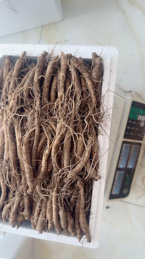 邯郸人参市场前景究竟如何？