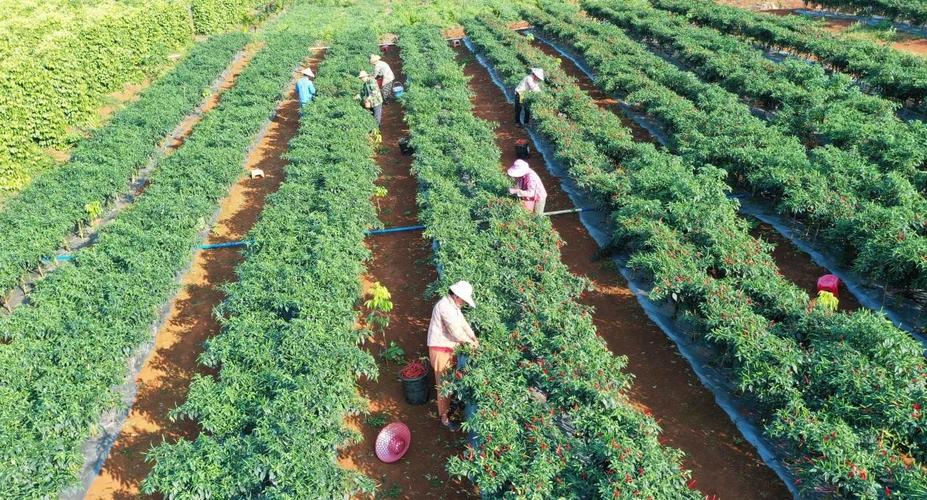 海南农业休闲发展前景如何?