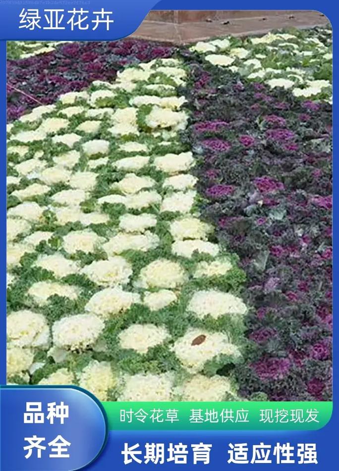 羽衣甘蓝价格市场前景如何?